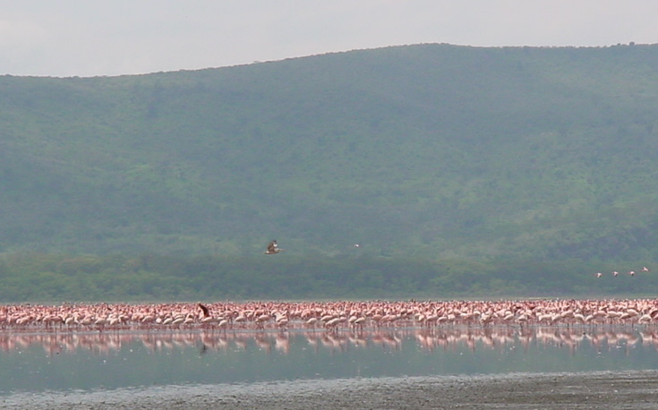 Flamingoes