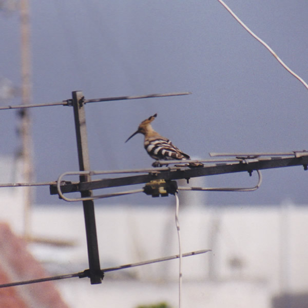 Hoopoe