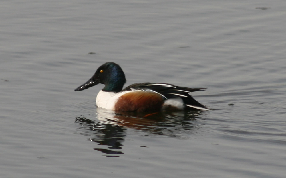 Shoveler