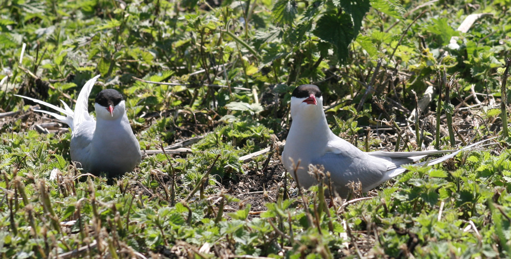 The Arctic Tern