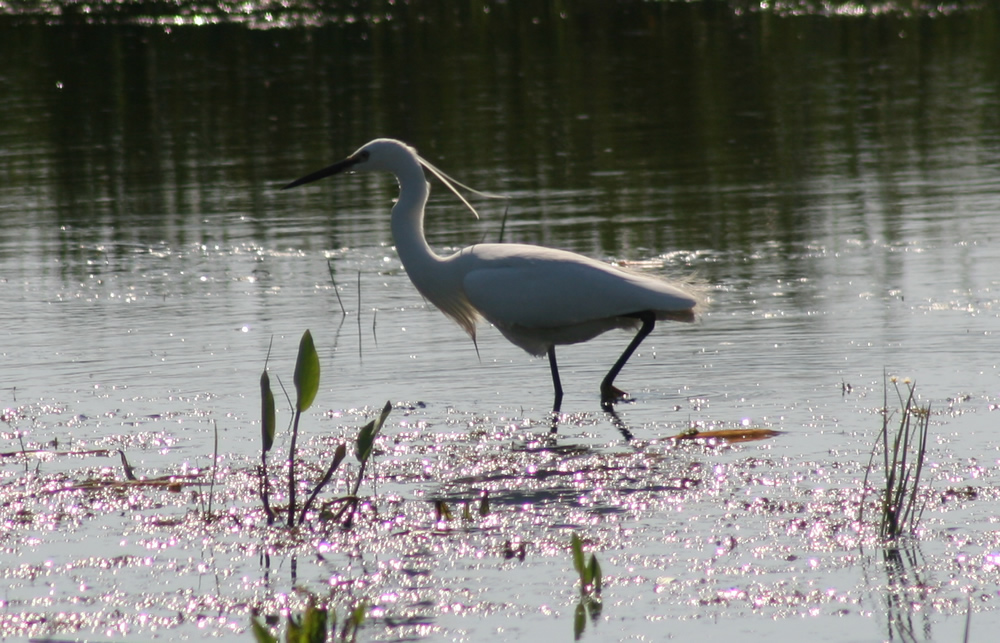 Egret