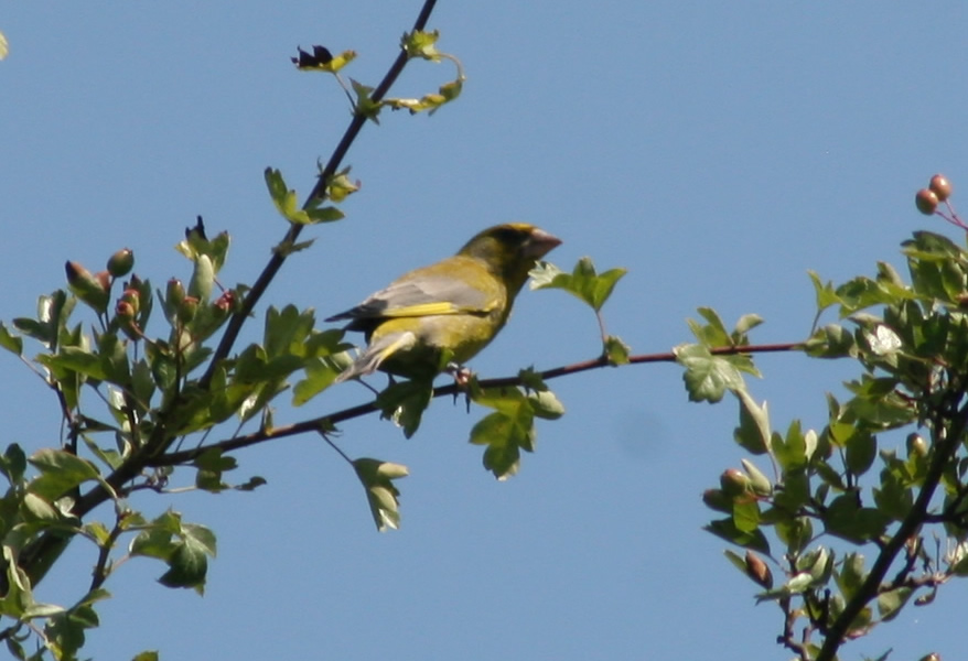 Greenfinch