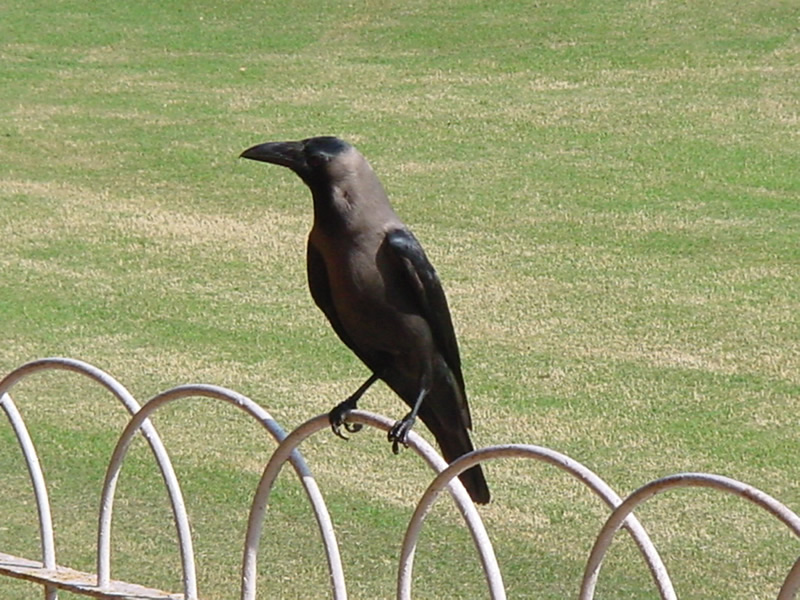 Hooded Crow