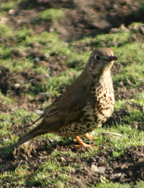 Mistle Thrush