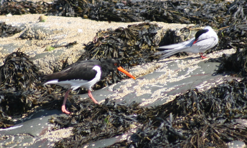 Oyster Catcher