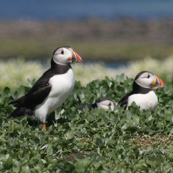 Puffin