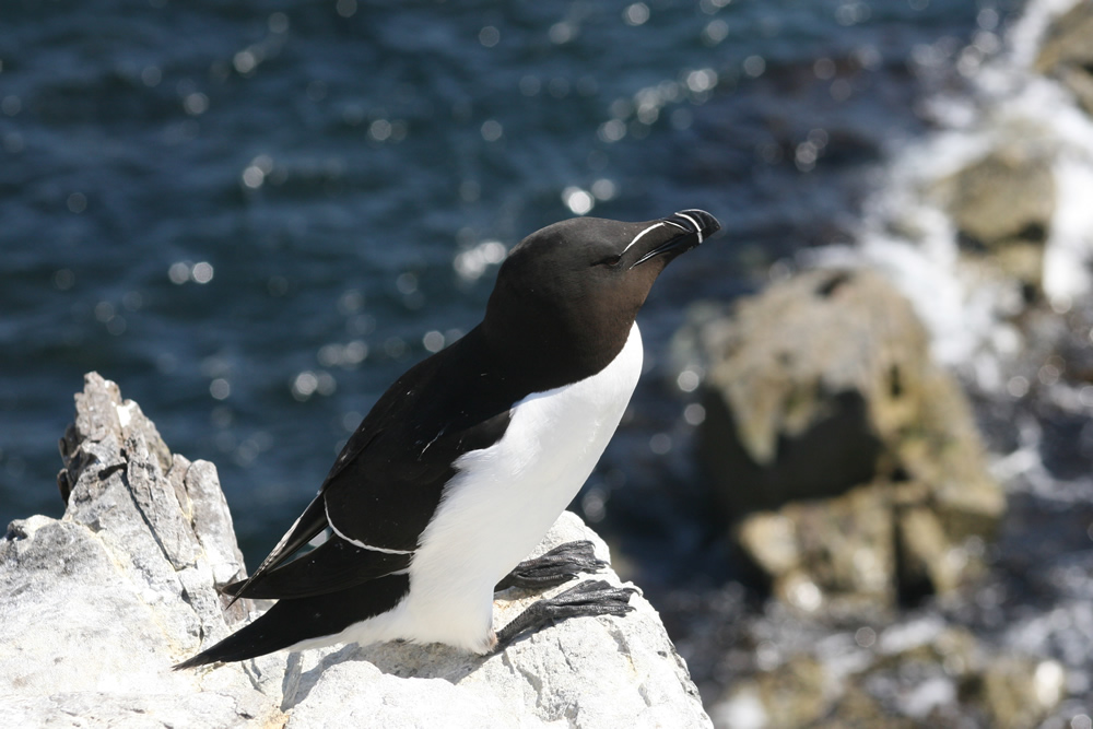 Razorbill