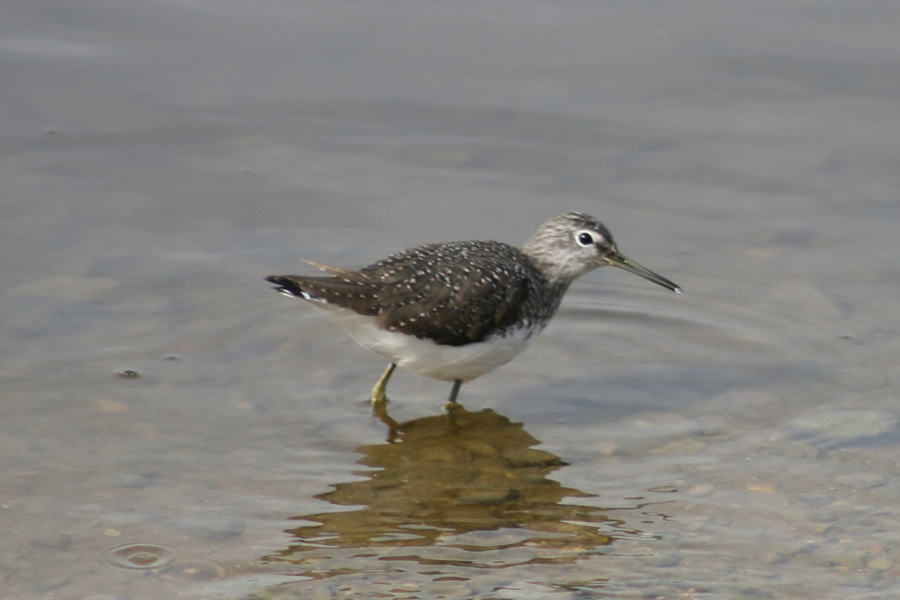 Sandpiper