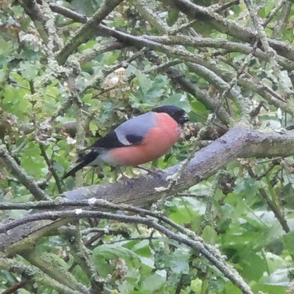 Bullfinch