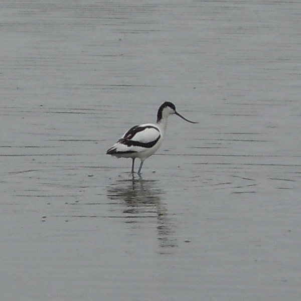 Avocet