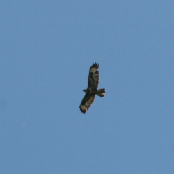 Buzzard