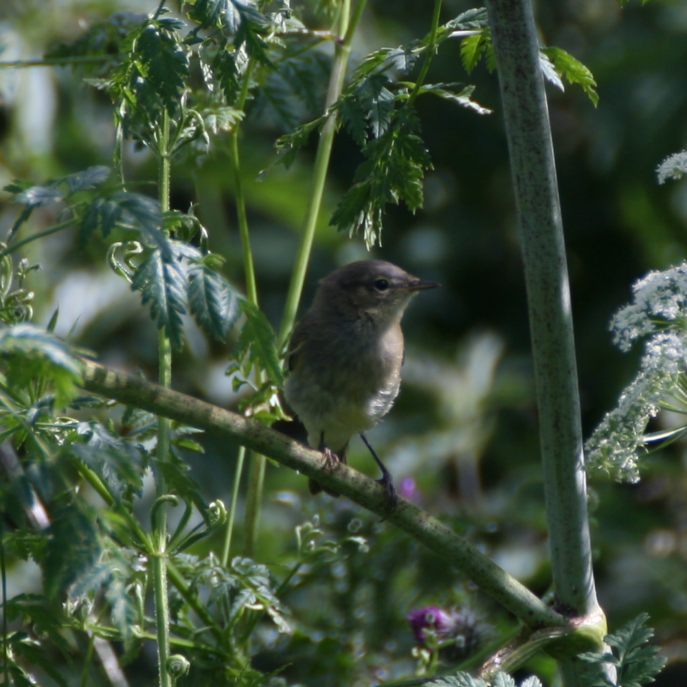 Chiffchaff