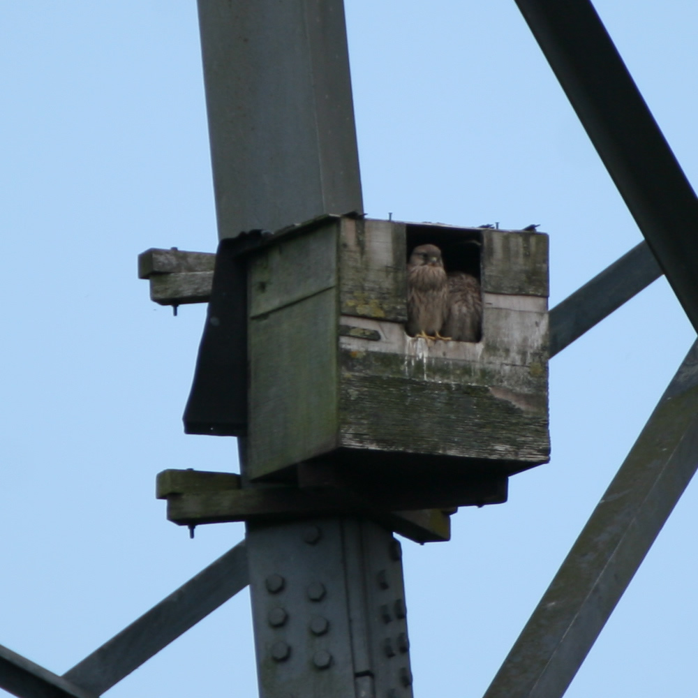 Kestrels