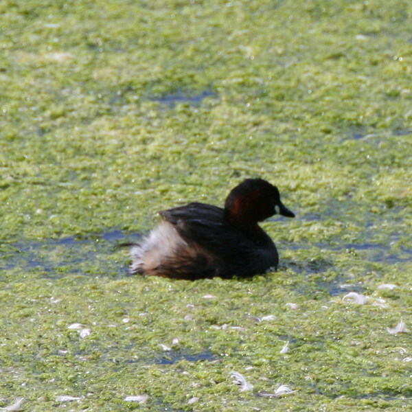 Little Grebe