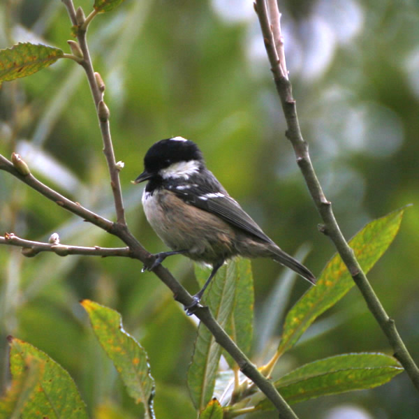 Coal Tit