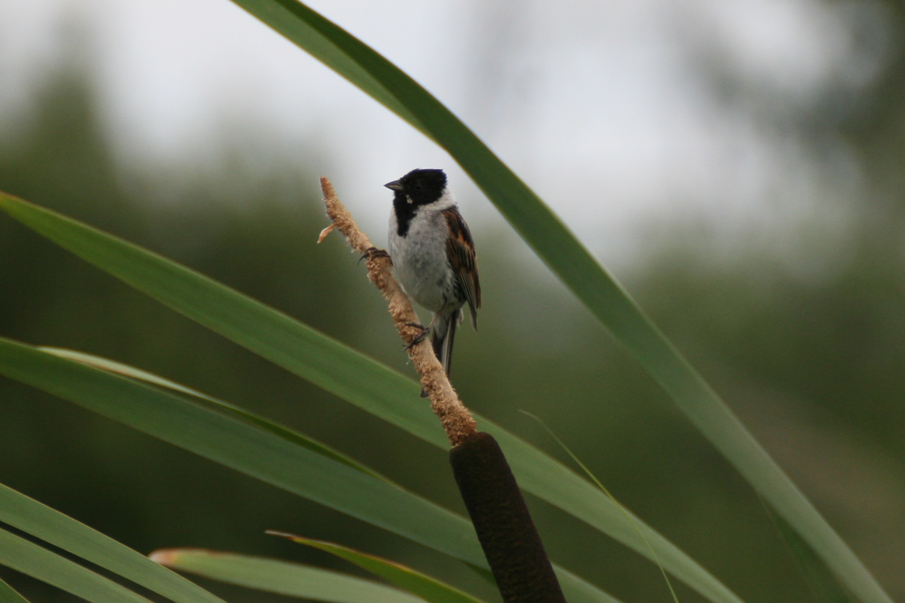 Reed Bunting