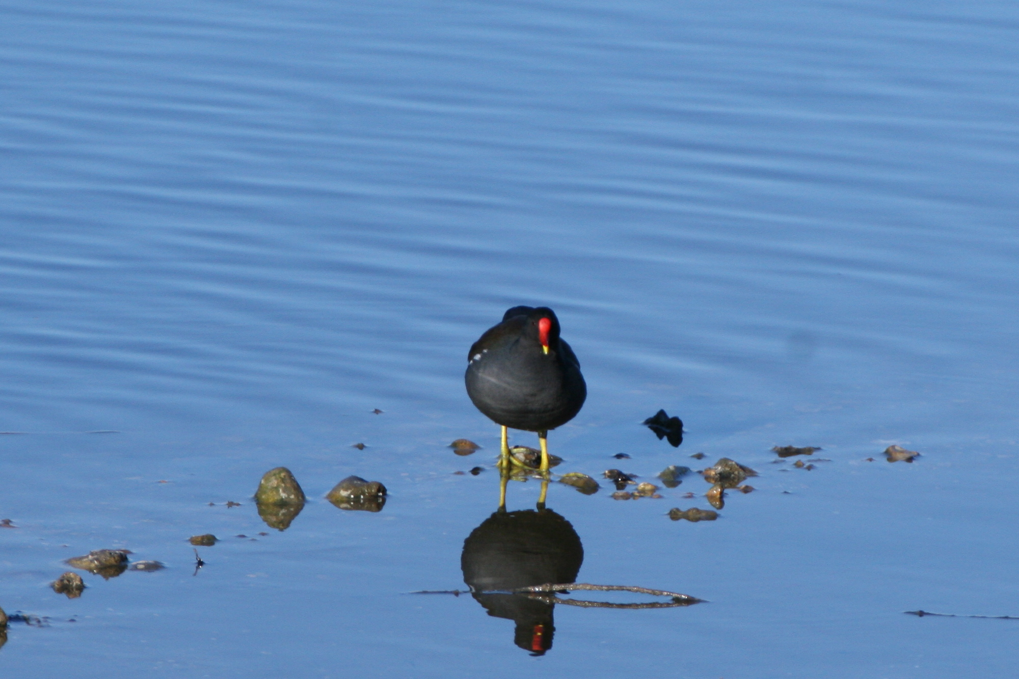 Moorhen