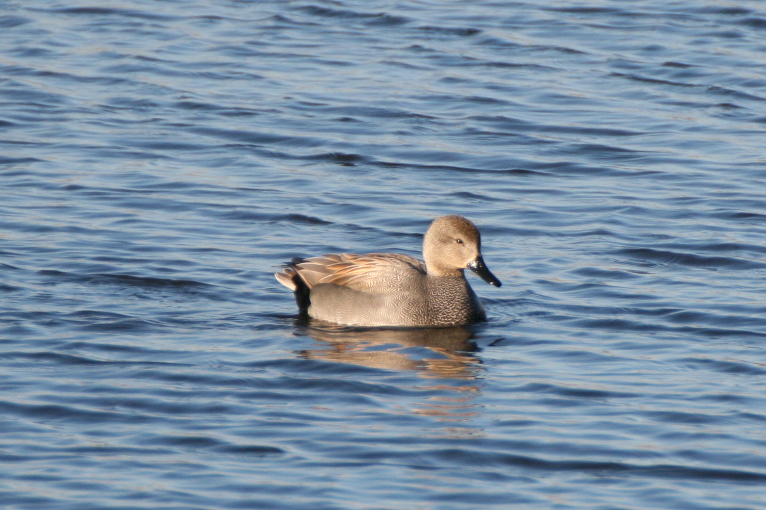 Gadwall